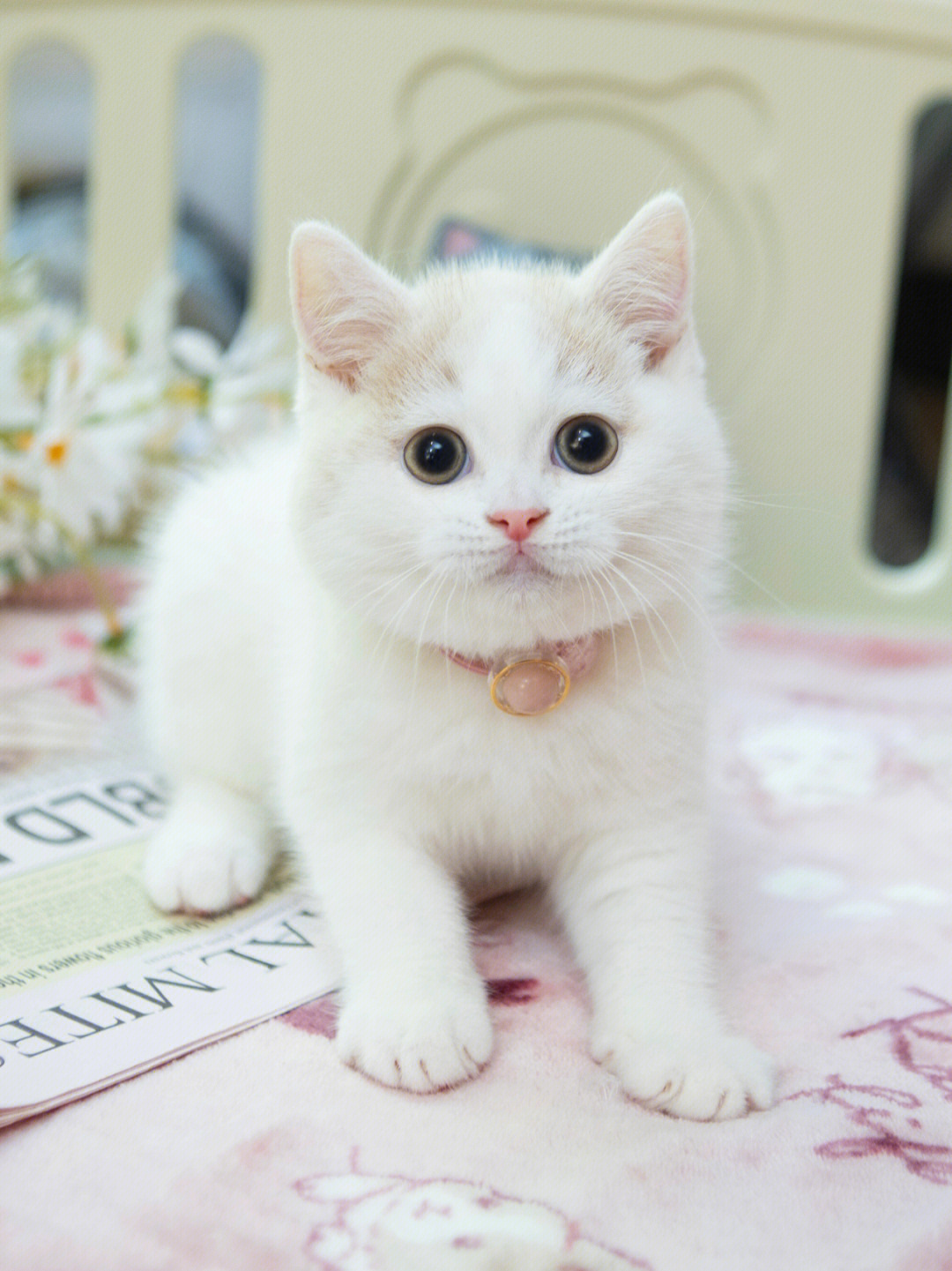 乳白猫是什么品种图片图片