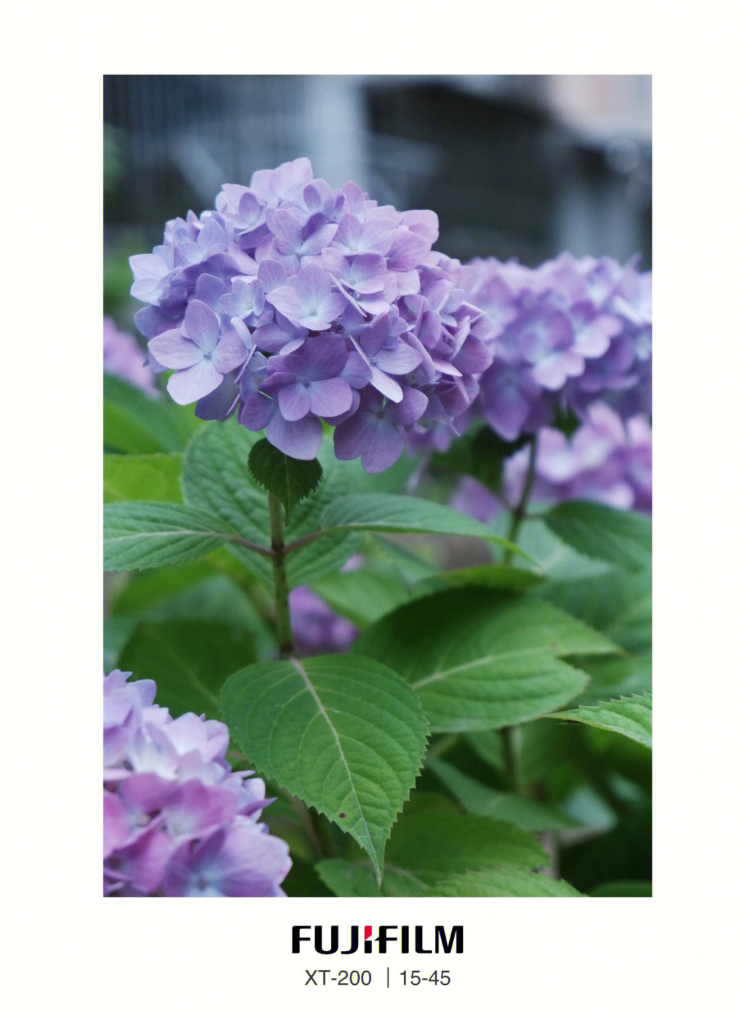 绣球花无尽夏是浪漫是永恒