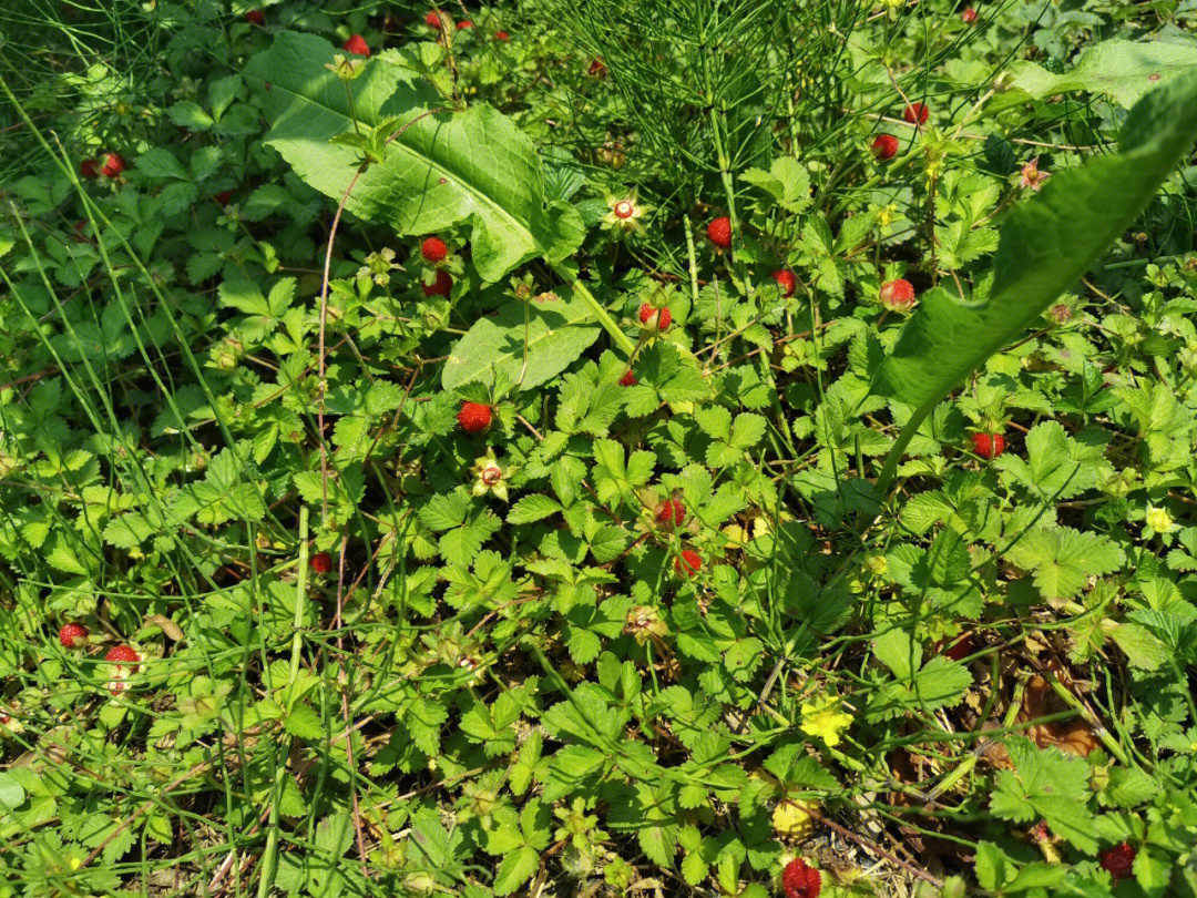 野草莓的药用功效图片