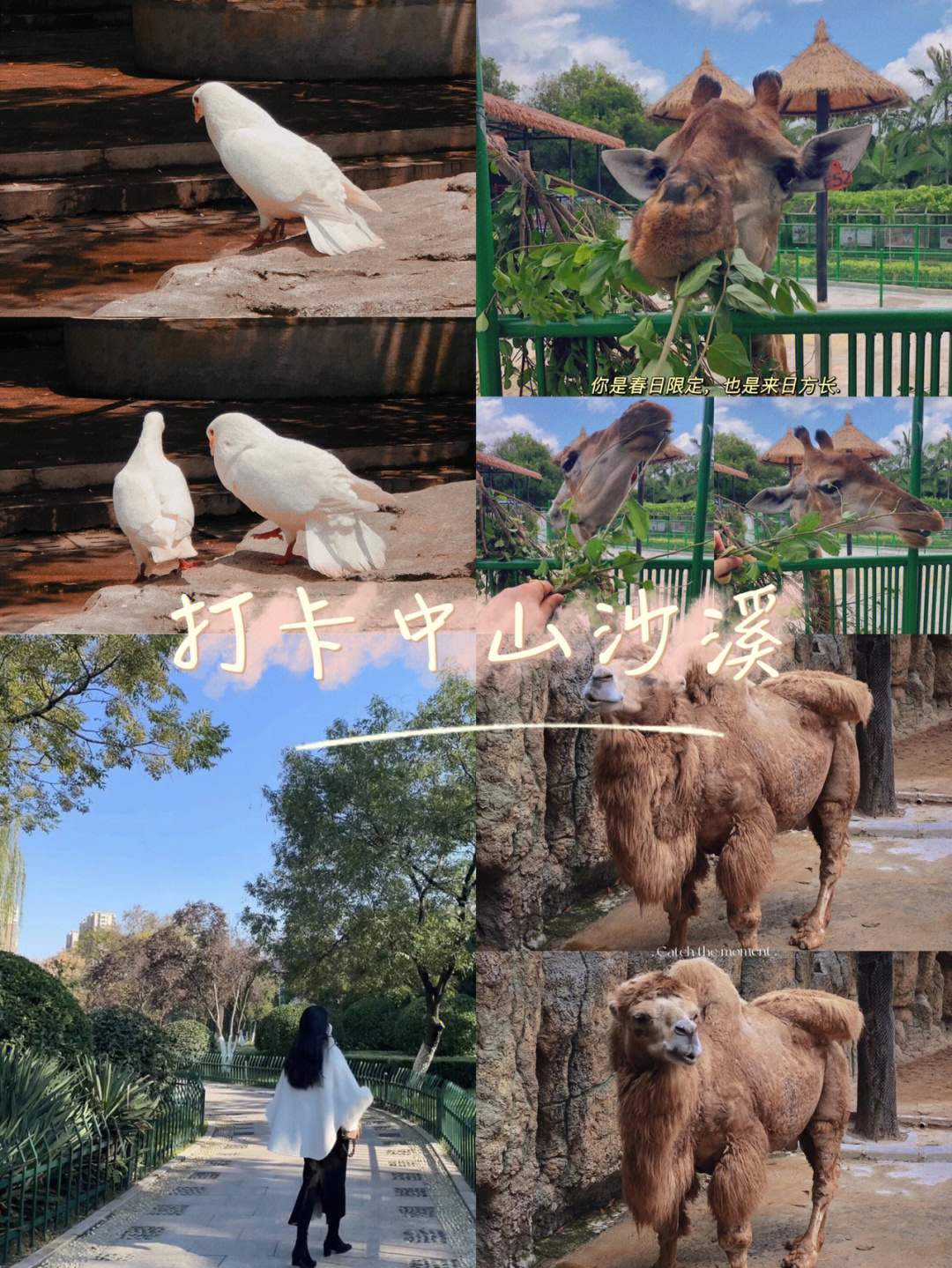 紫马岭动物园开放时间图片