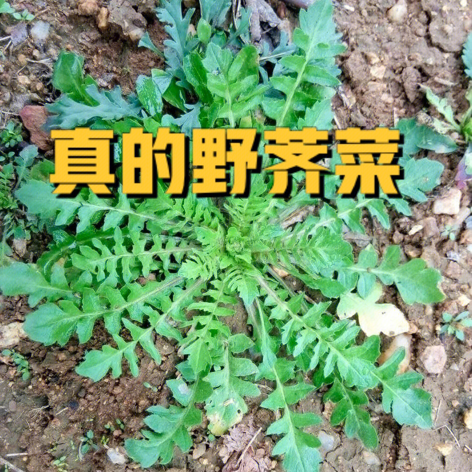 春天的荠菜摘了吗