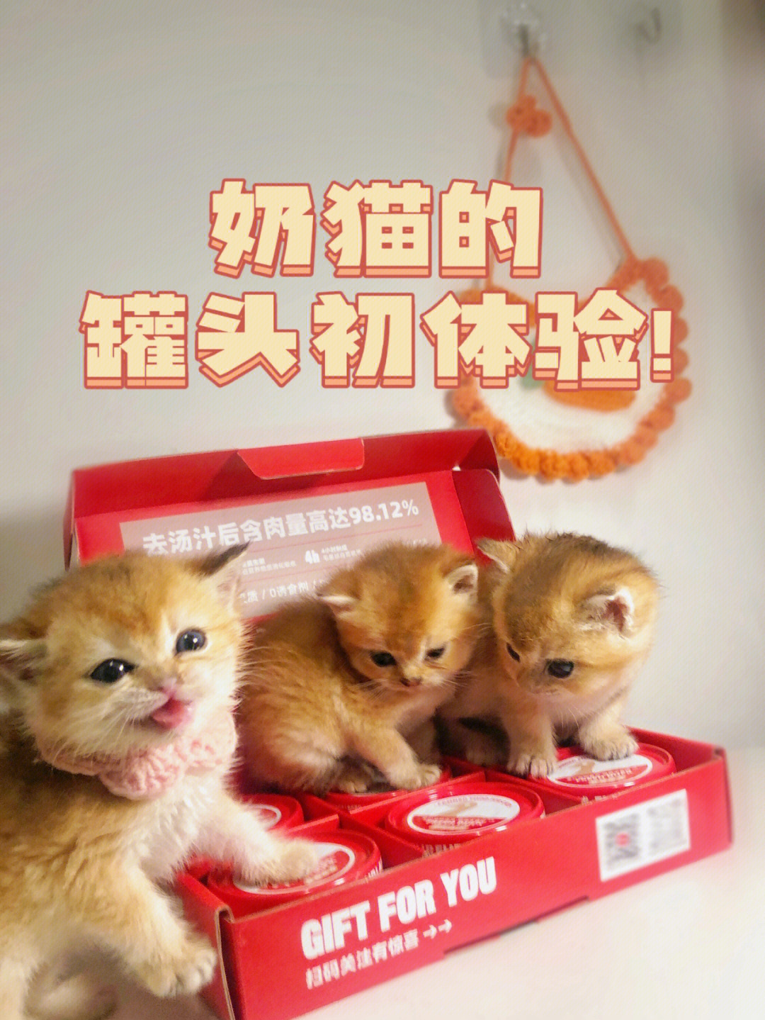 奶猫饲养日记山河南渡图片