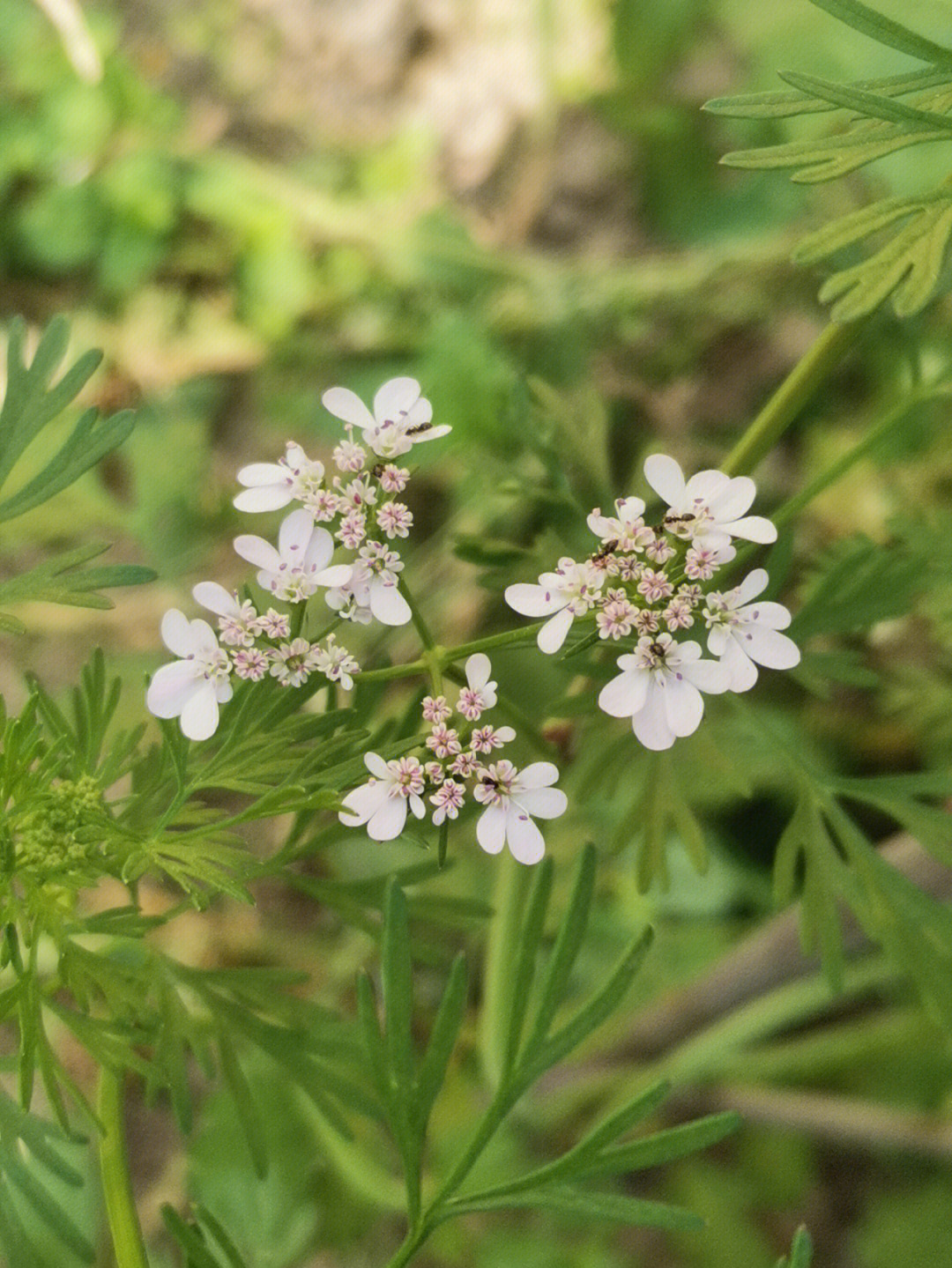 香菜花寓意图片