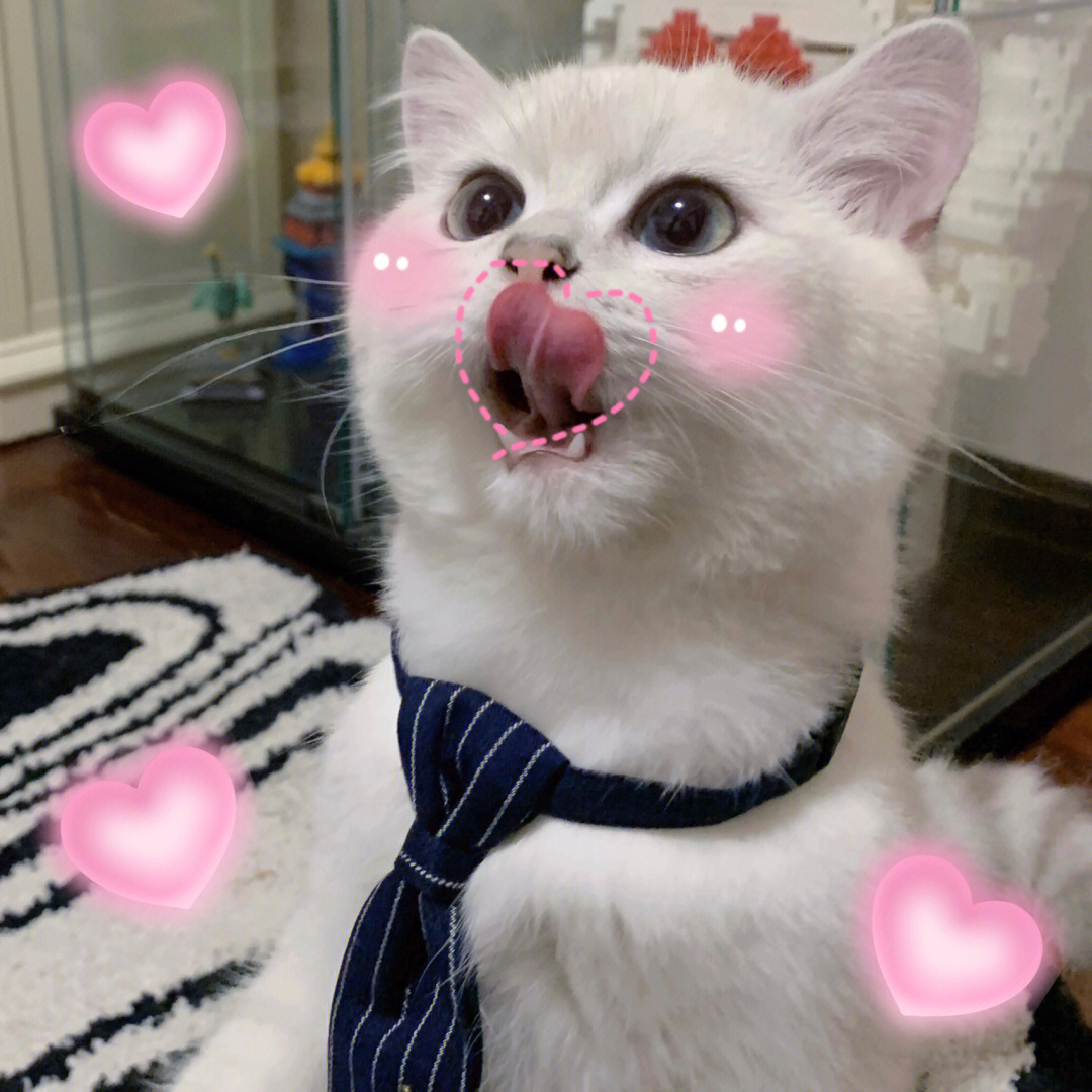 领带猫咪头像图片