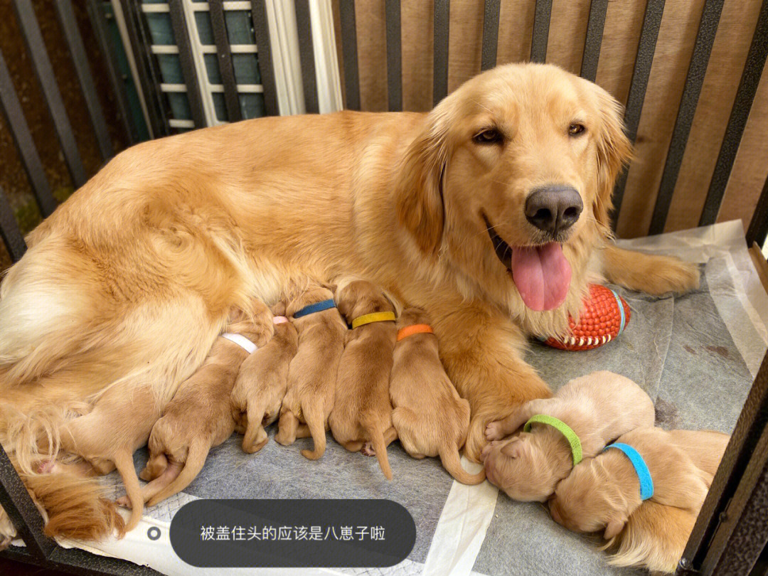 2021年4月24日金毛巡回猎犬·火锅生了8个可爱的崽崽我们小八就是最小