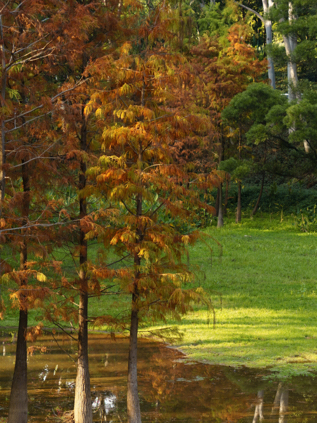广州麓湖公园迟来的秋意落羽杉