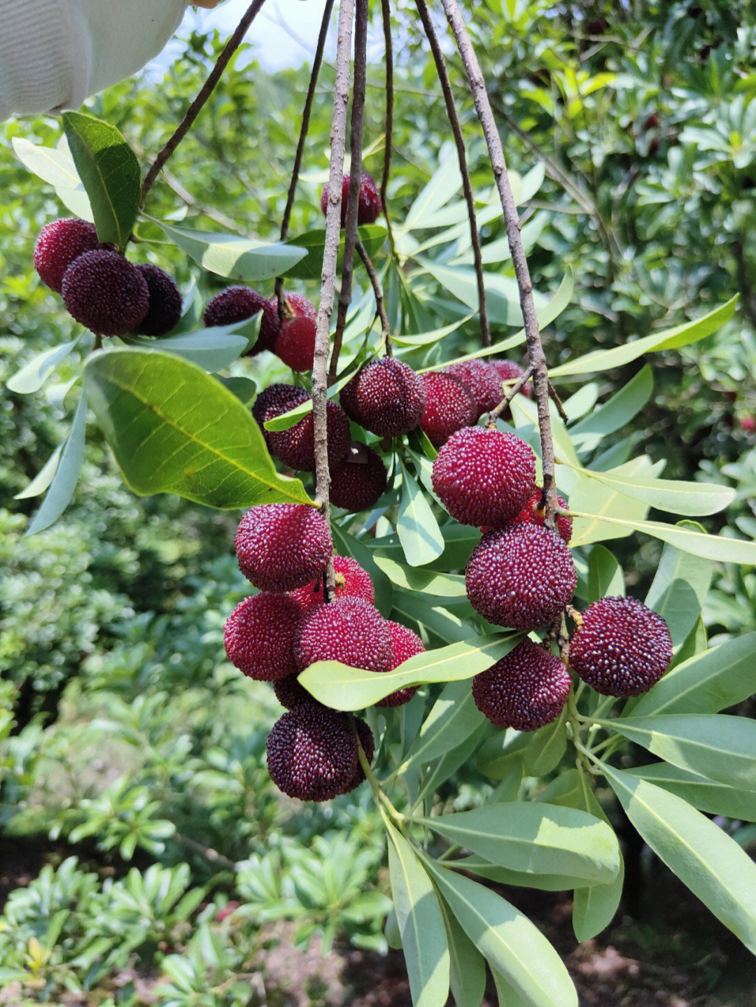 杨梅成熟季节图片