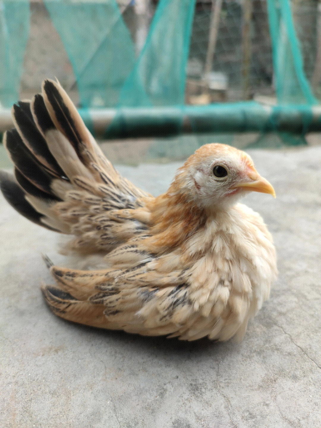 塞拉玛鸡繁殖图片