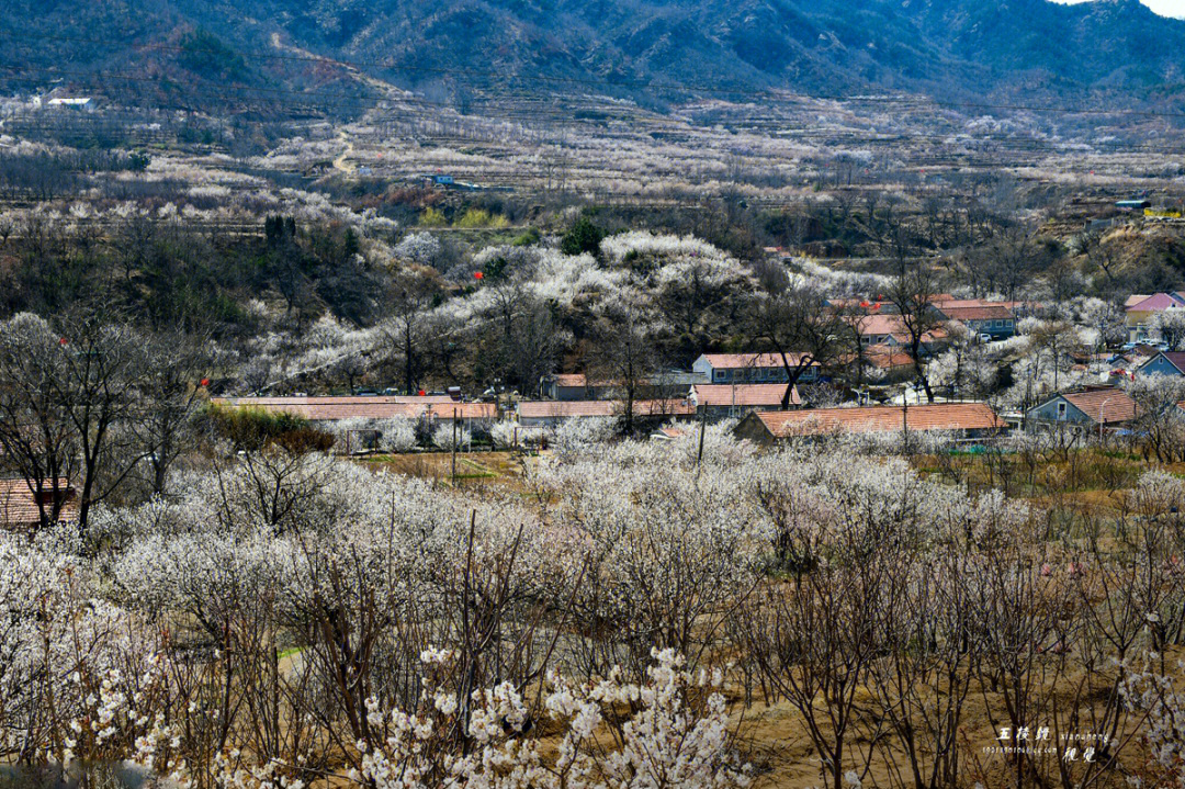 鲜花盛开的山村晓东图片