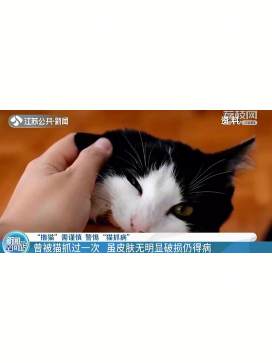 猫血巴尔通体病图片