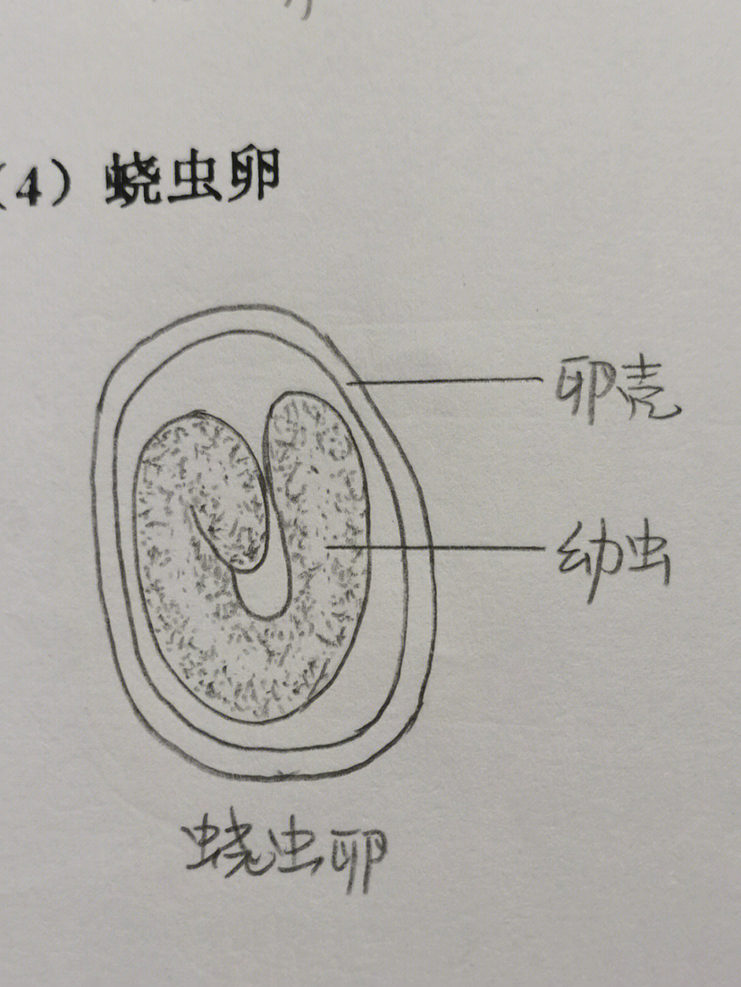 人体寄生虫绘图