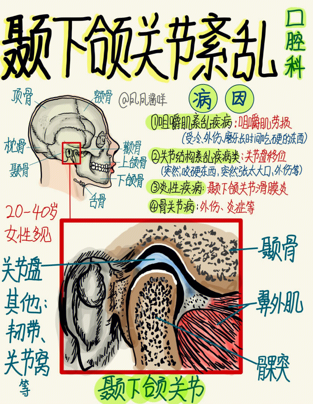 颞下颌关节韧带图片图片