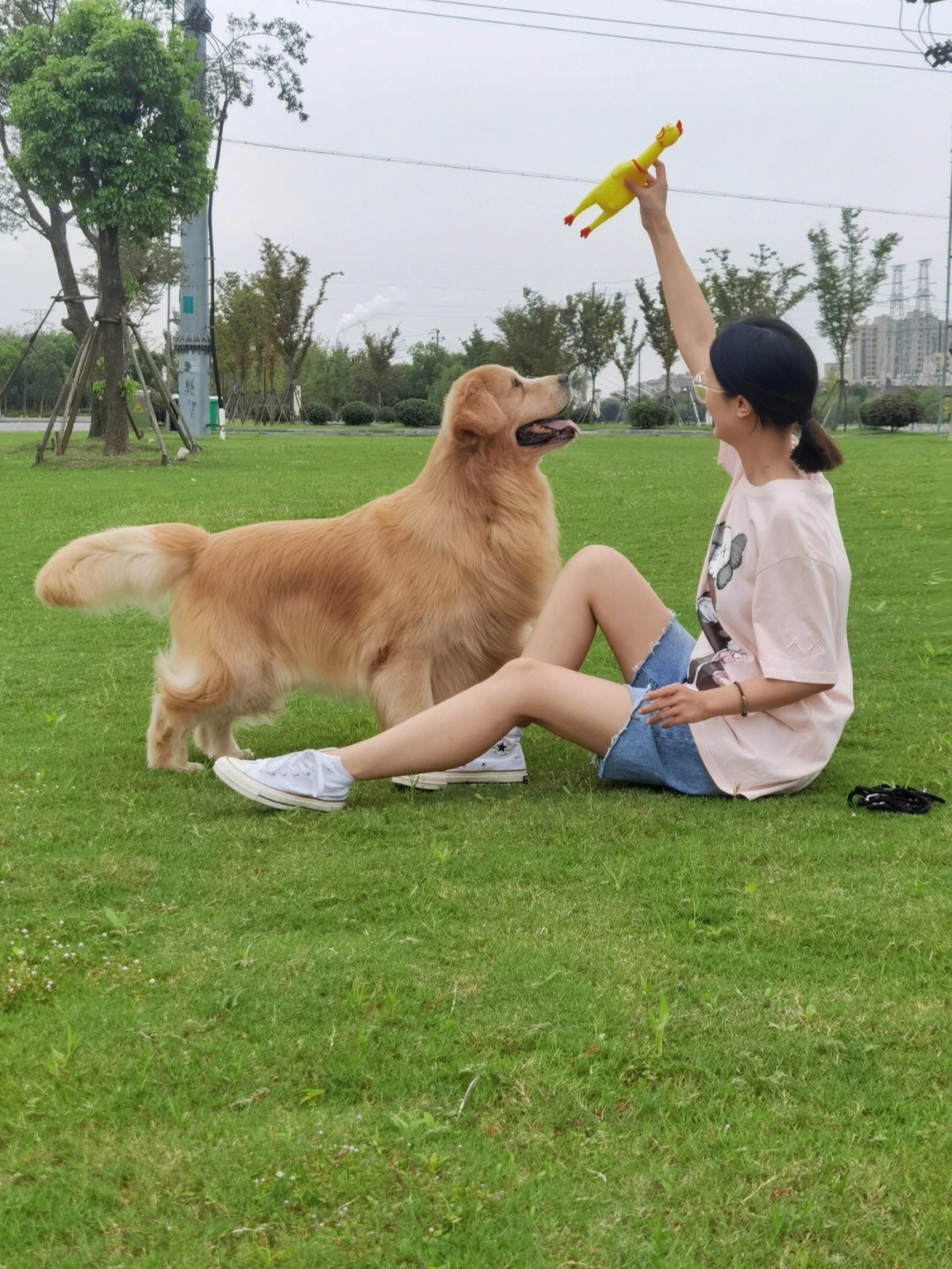 你什么见过金毛巡回猎犬或者苏格兰牧羊犬冷不丁的汪汪汪地叫?