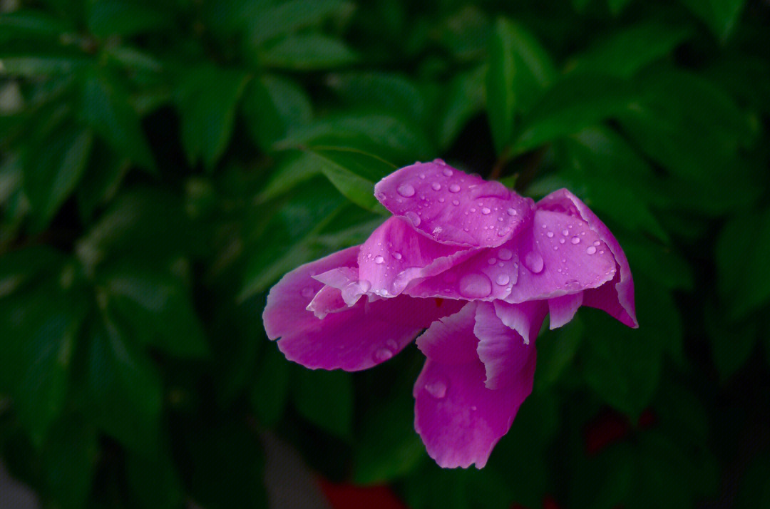 玫瑰小鸟雨朵芍药图片