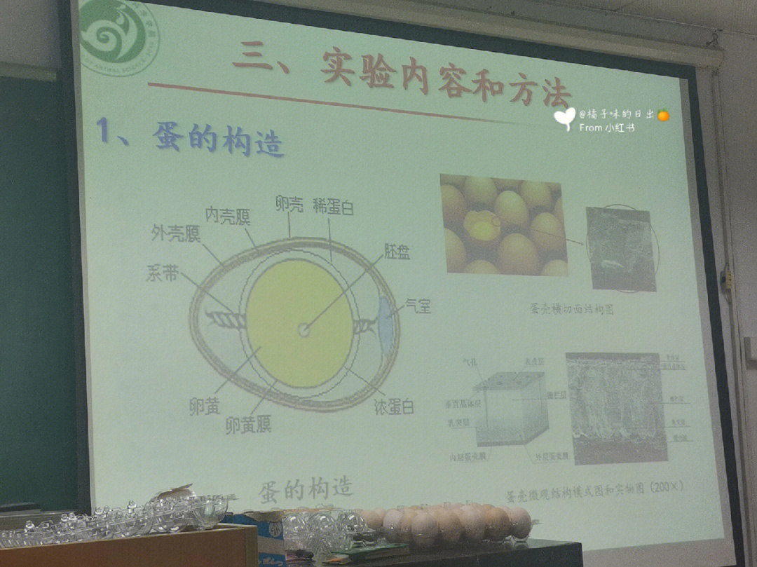 原来鸡蛋有这么多结构以前以为只有蛋清和卵黄,实属是孤陋寡闻了