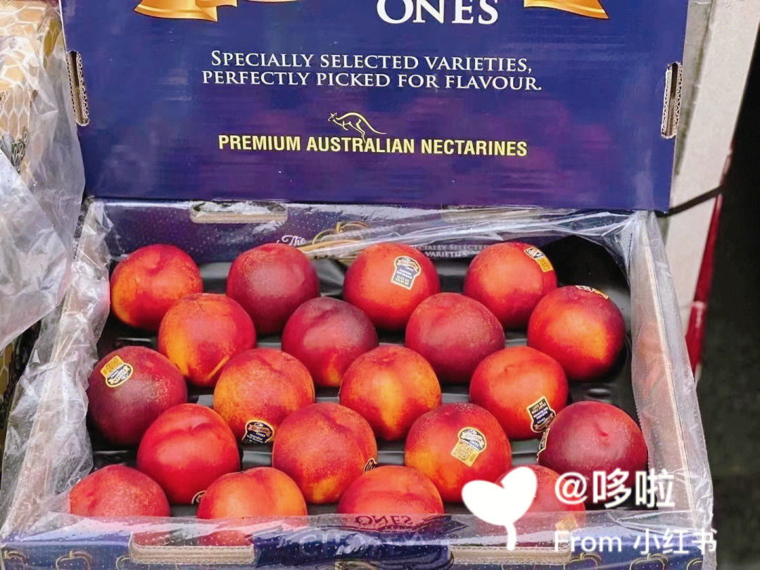 澳洲油桃品种介绍图片