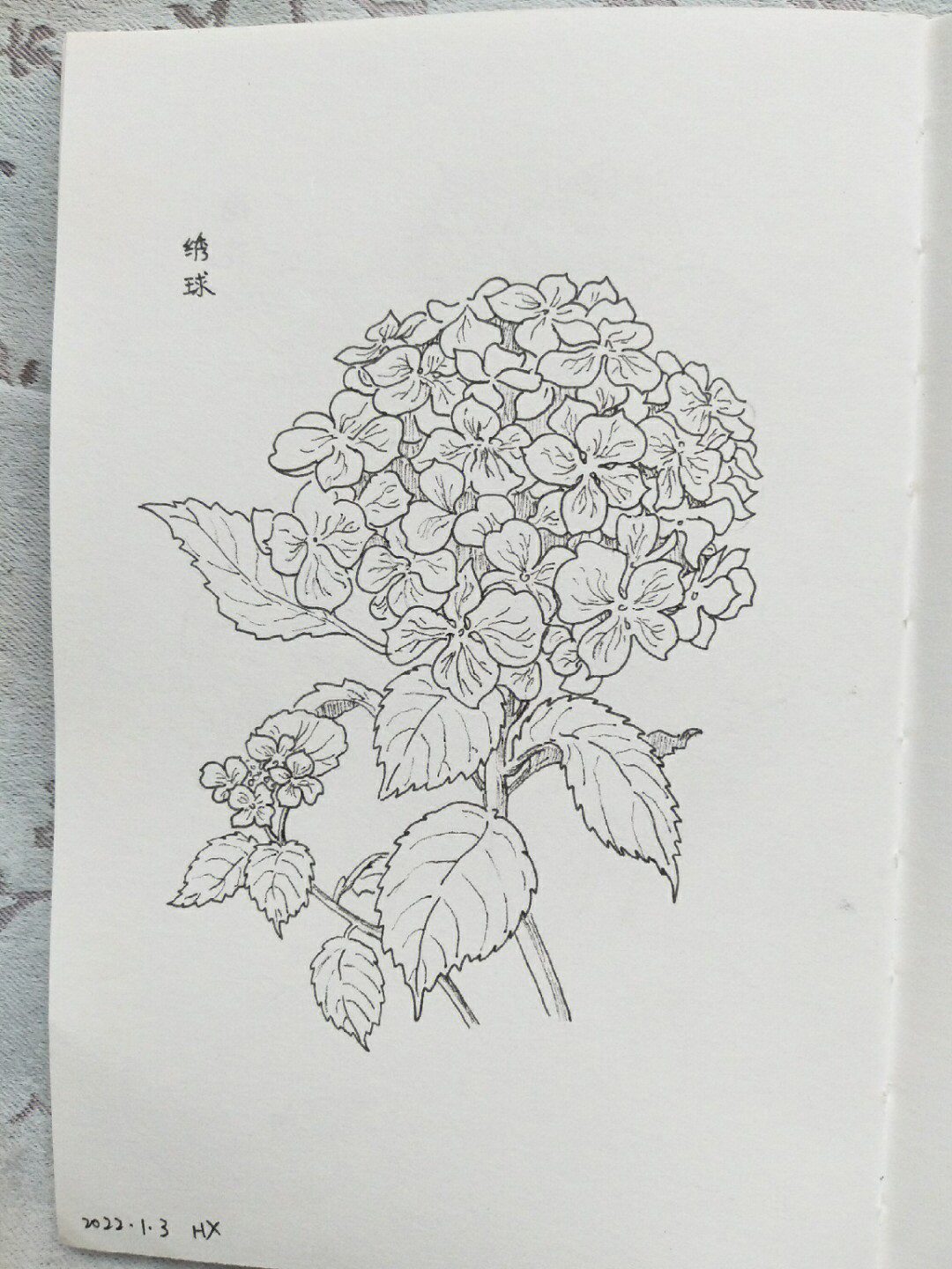 针管笔钢笔线描绣球花