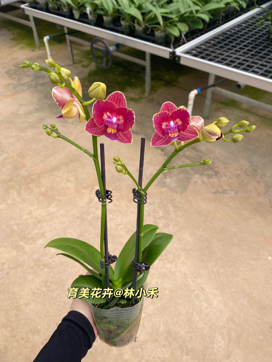 金桔蝴蝶兰花语图片