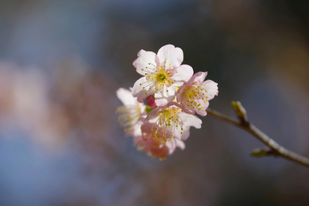 椿寒樱花图片