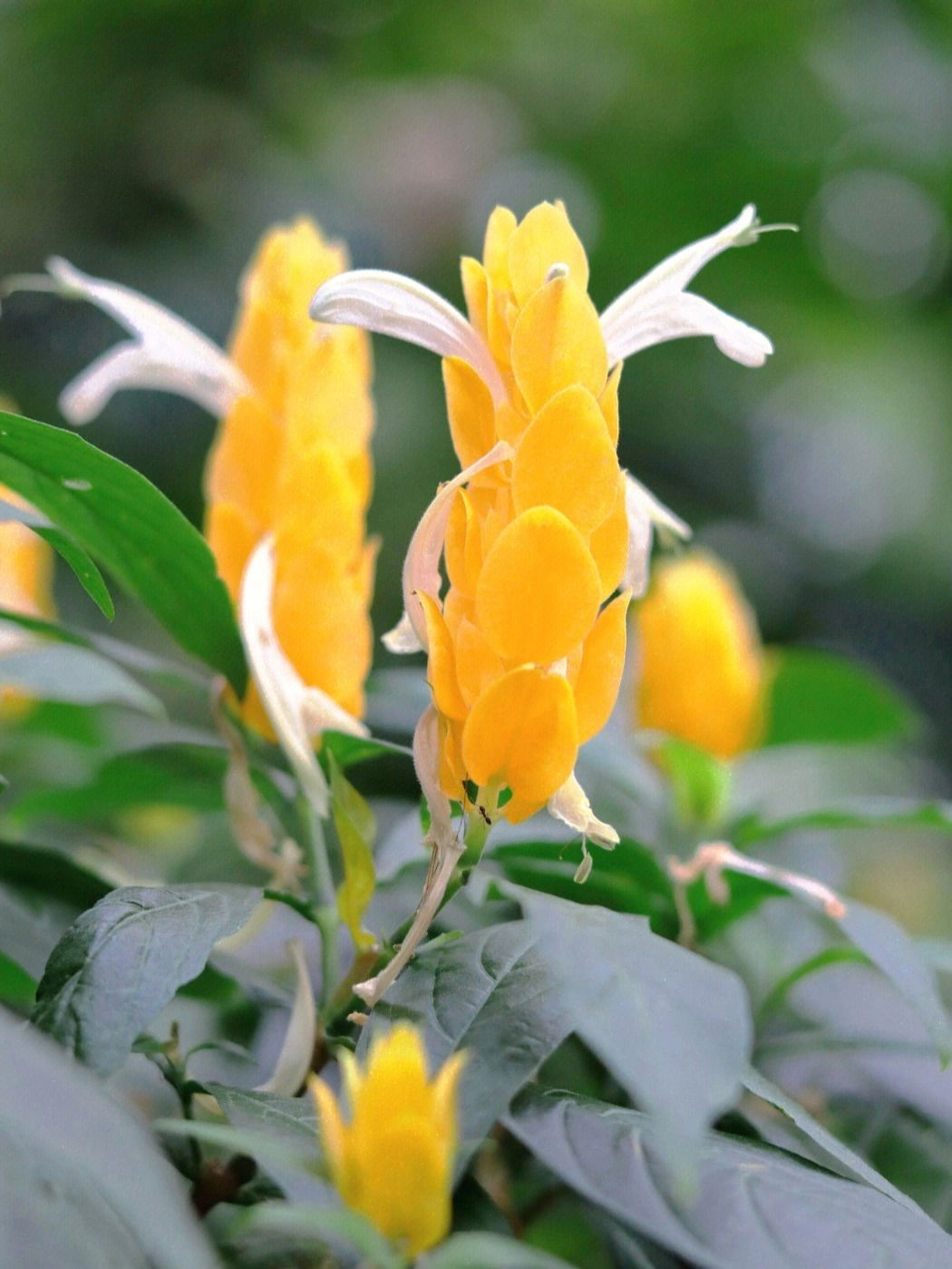 百花仙子宝莲灯图片