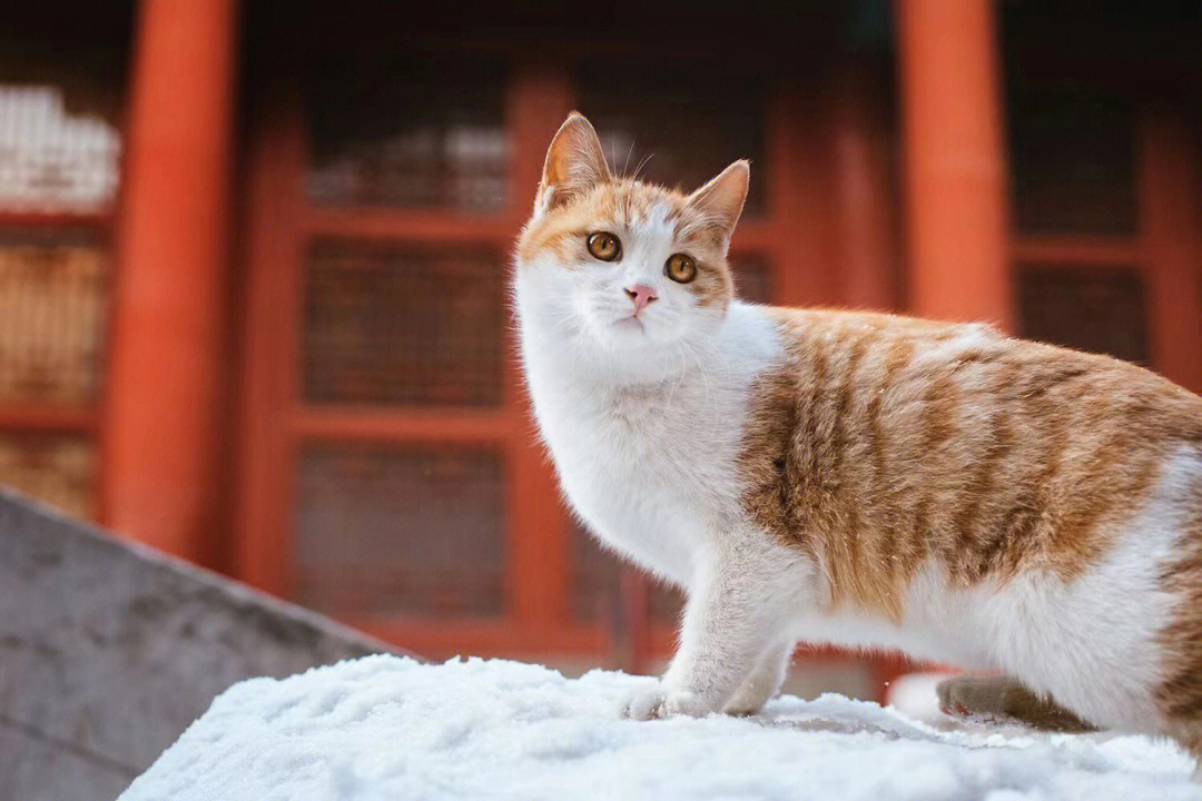 四脚踏雪的猫什么寓意图片