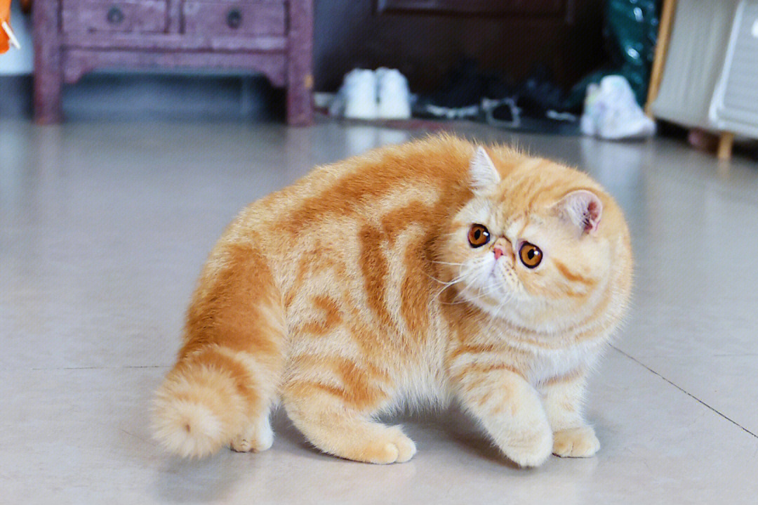 红虎斑加菲猫配色表图片