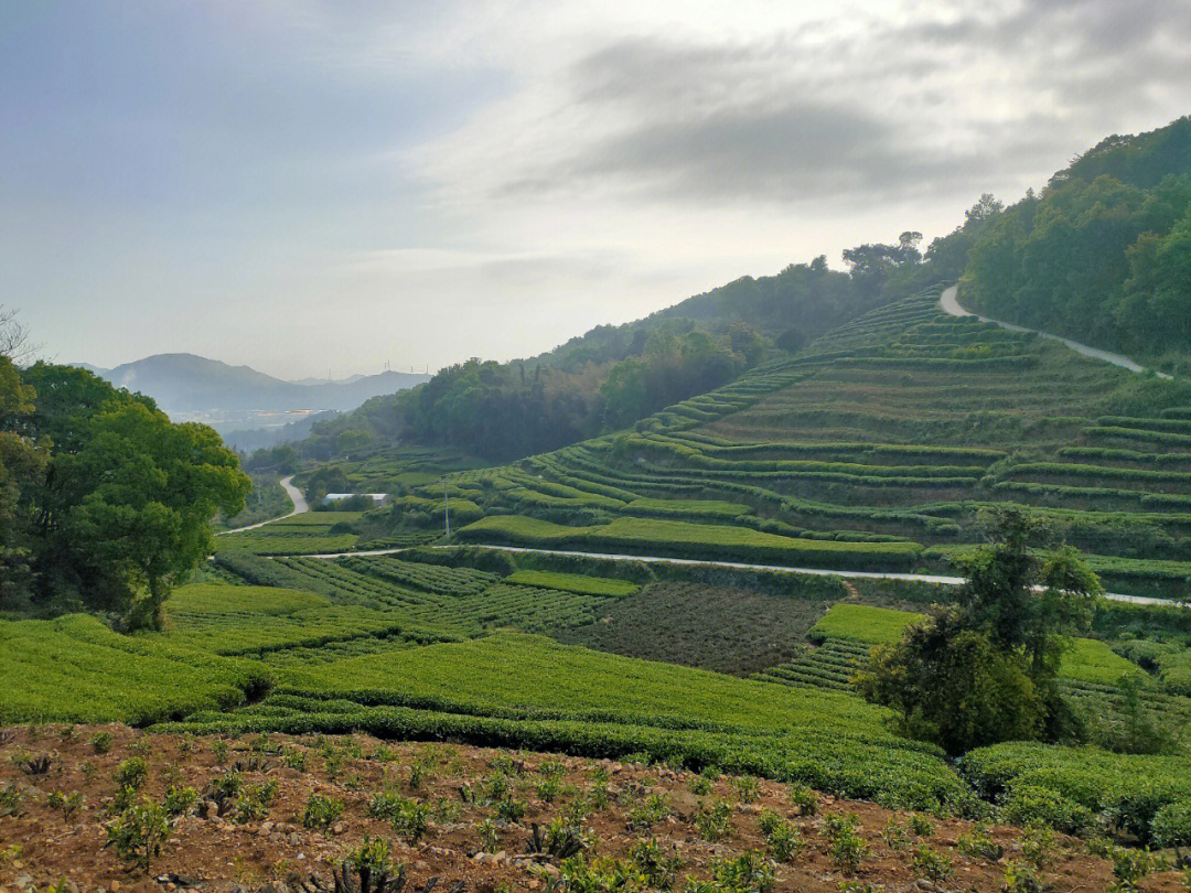 茶山