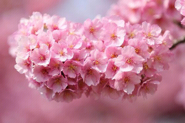最爱樱花树下的味道是粉色春天的样子