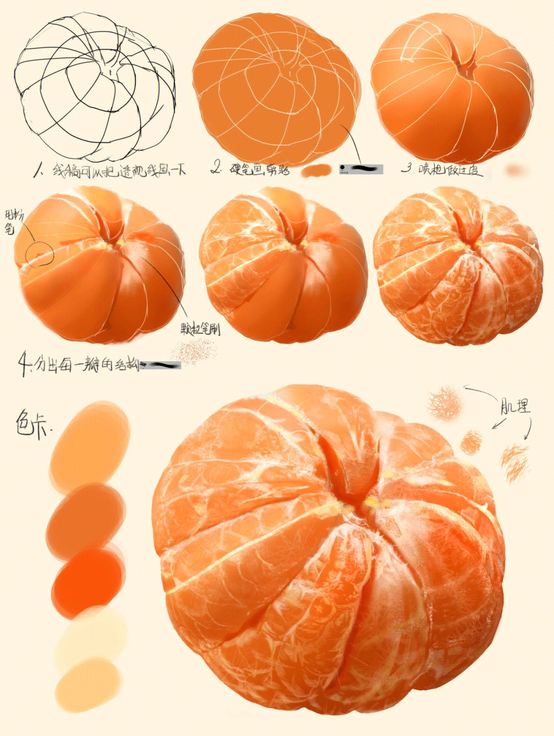 橙子解剖分析图图片