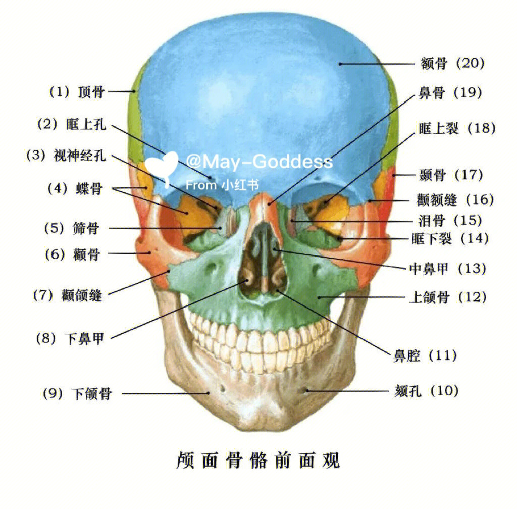 口腔颅面骨骼解剖图谱