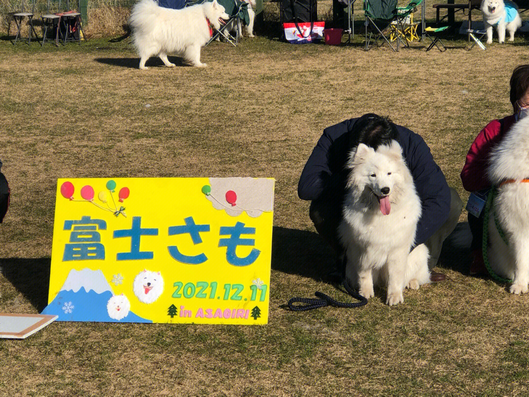 富士萨摩日本萨摩耶聚会