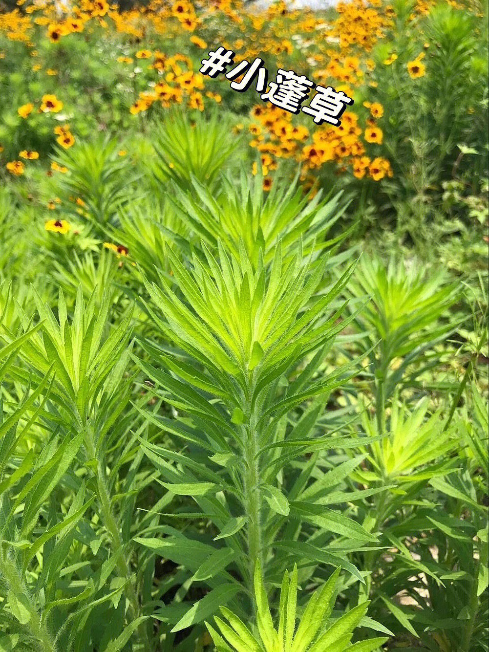 民间草药小蓬草