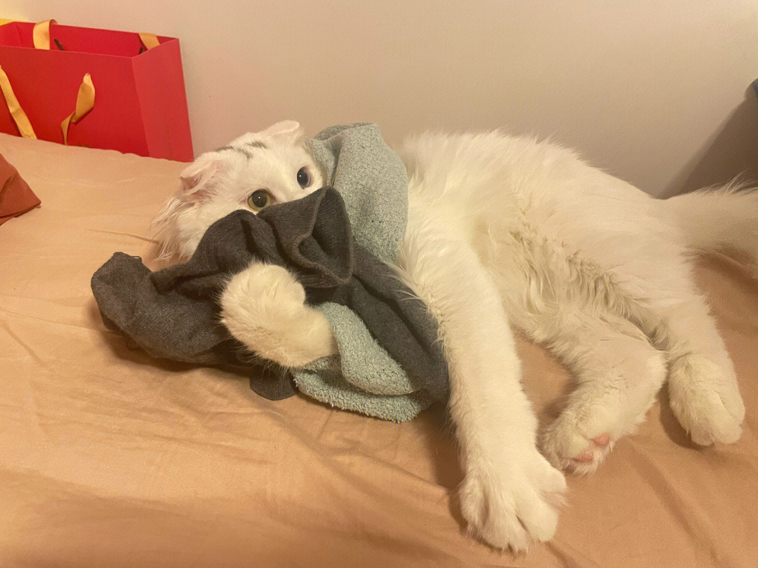 白袜子猫品种图片