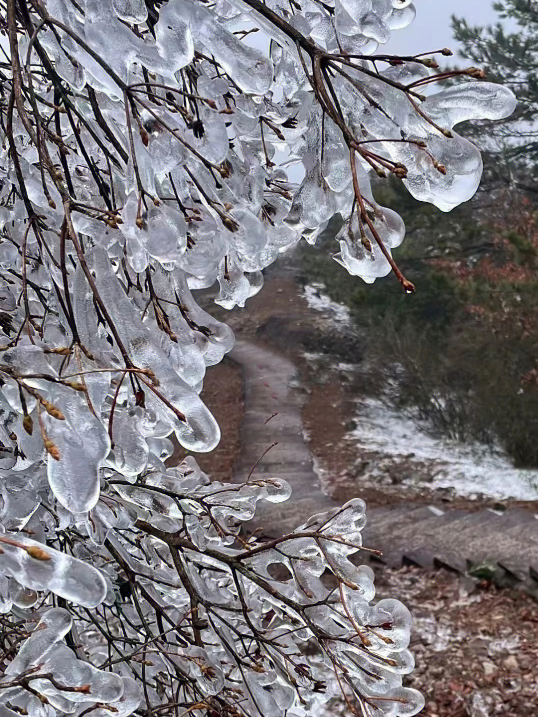 雪中的泰顺