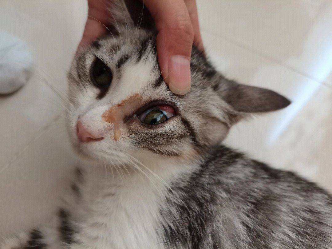 猫干性传腹眼睛照片图片