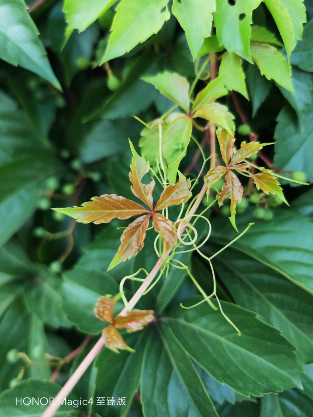 夏日欢快生长的五叶地锦