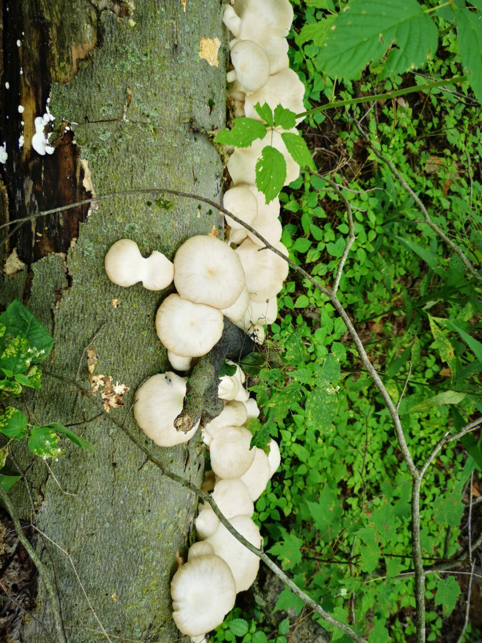 像平菇的野生蘑菇图片