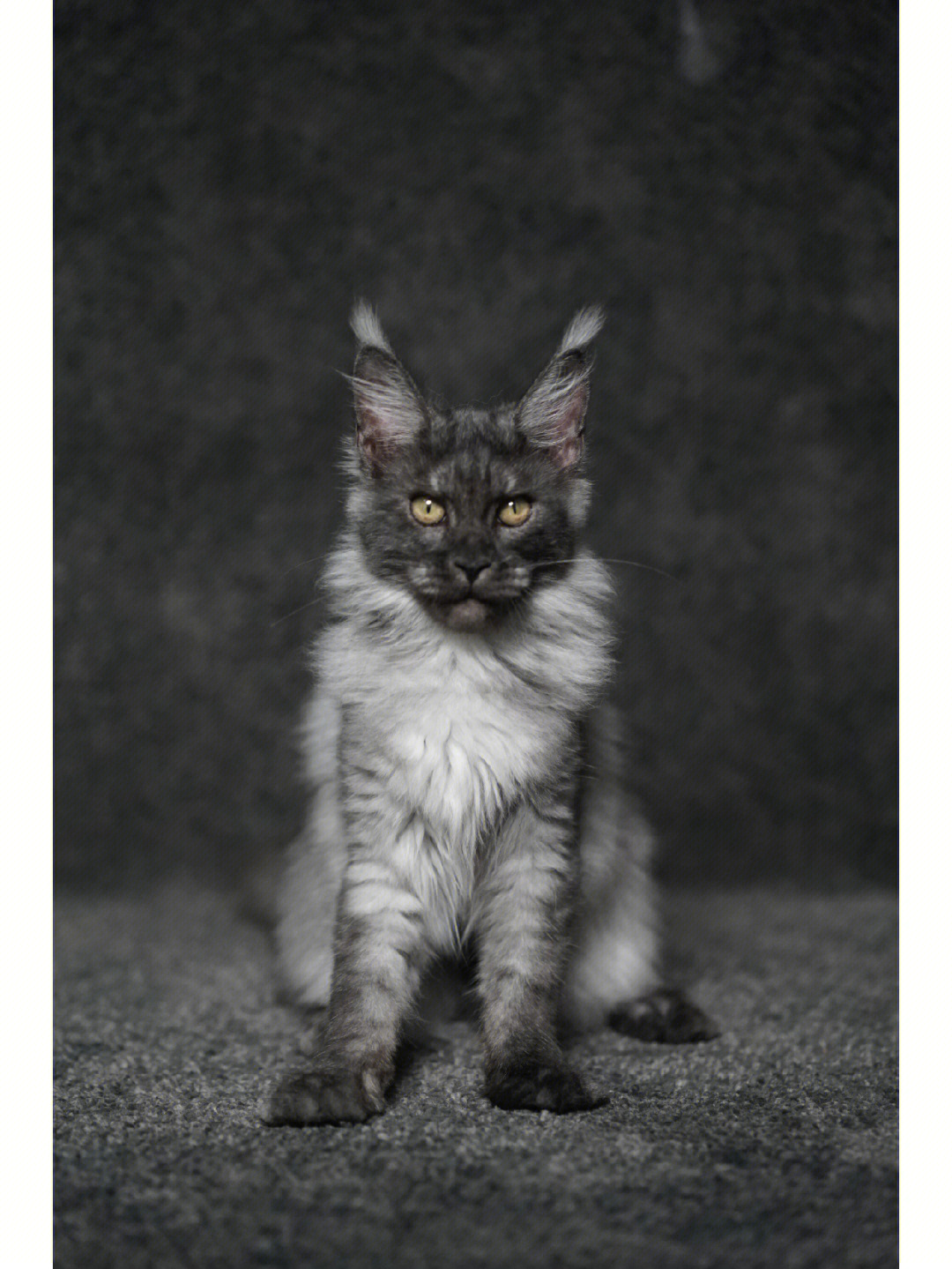 俄系缅因猫幼猫颜色烟灰色妹妹品相好
