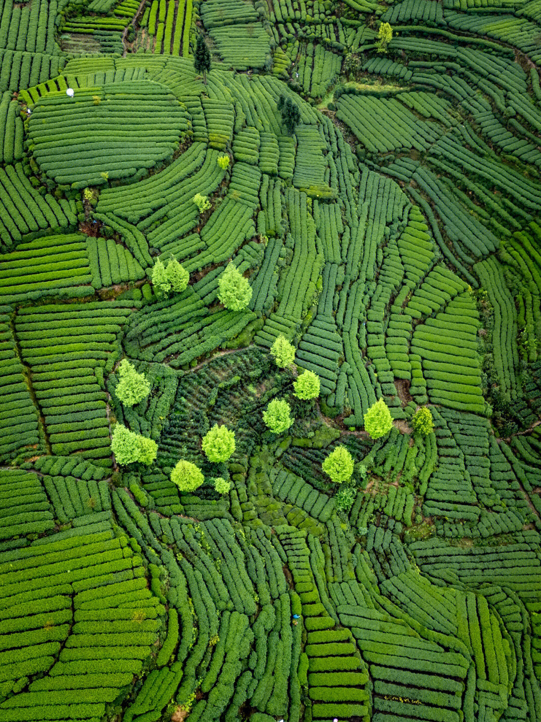 小长假一次转完名山万亩茶园