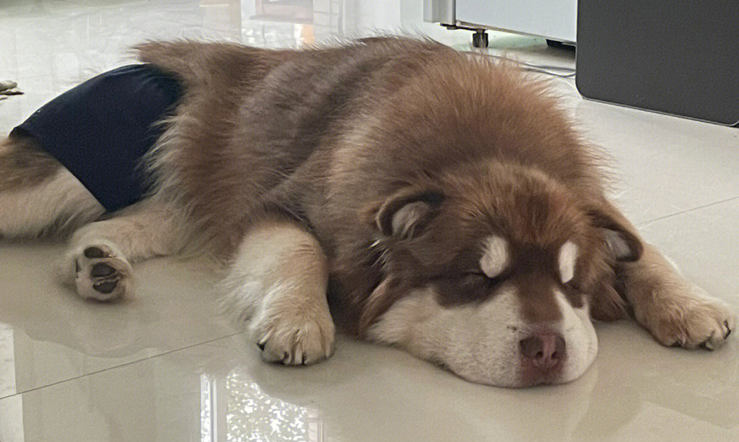 阿拉斯加犬幼犬趴着图片