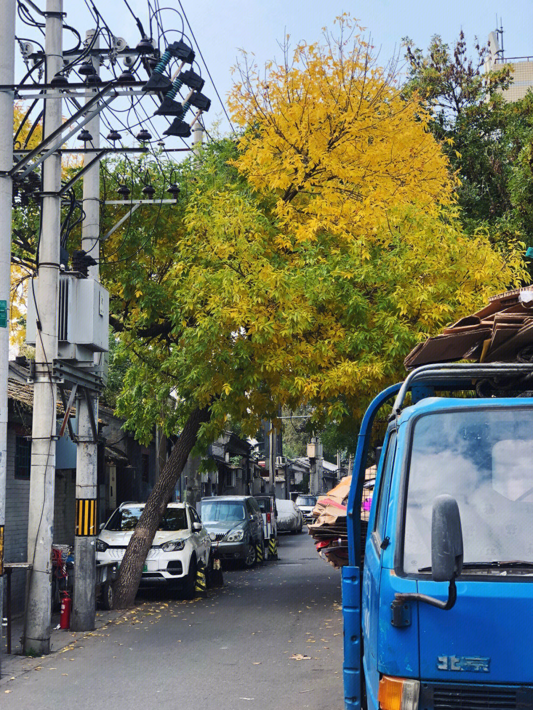 北京东四十三条的黄叶