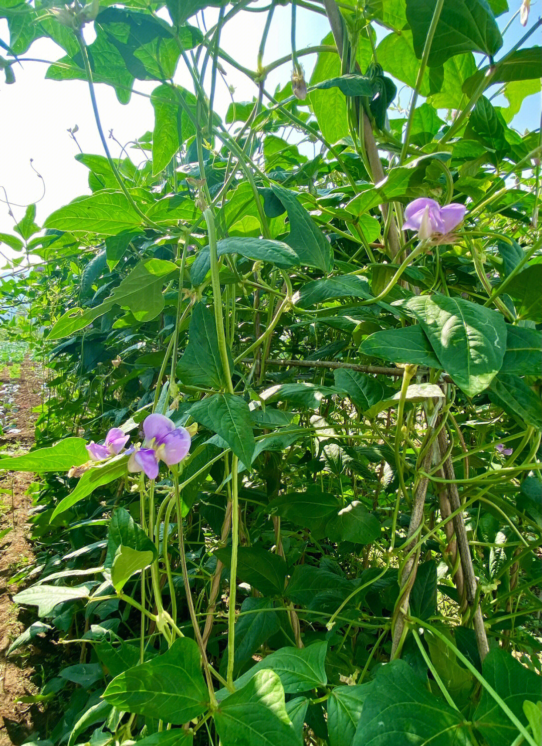 露天有机种植自然生长无农药鲜嫩长豆角