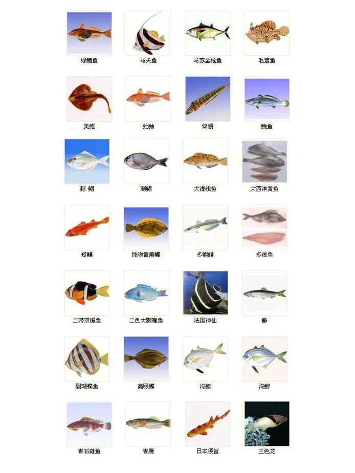 100种鱼的名字和图片图片