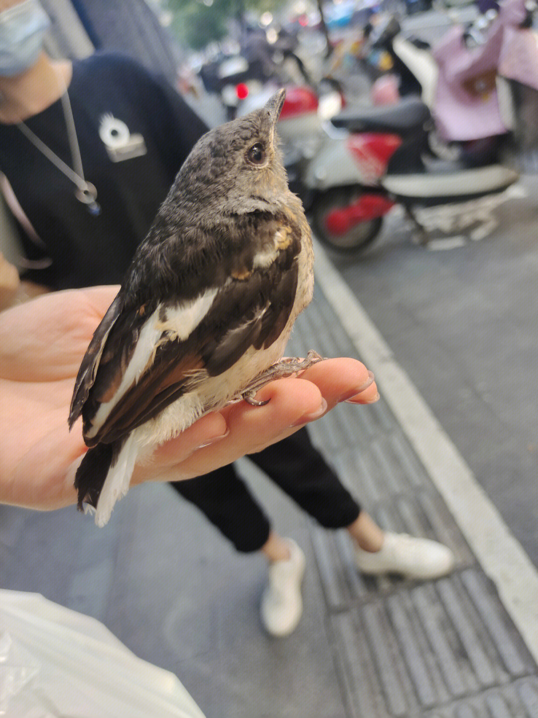 在杭州捡到的这只小幼鸟,度娘告诉我他叫鹊鸲(qú),也叫猪屎渣,四喜