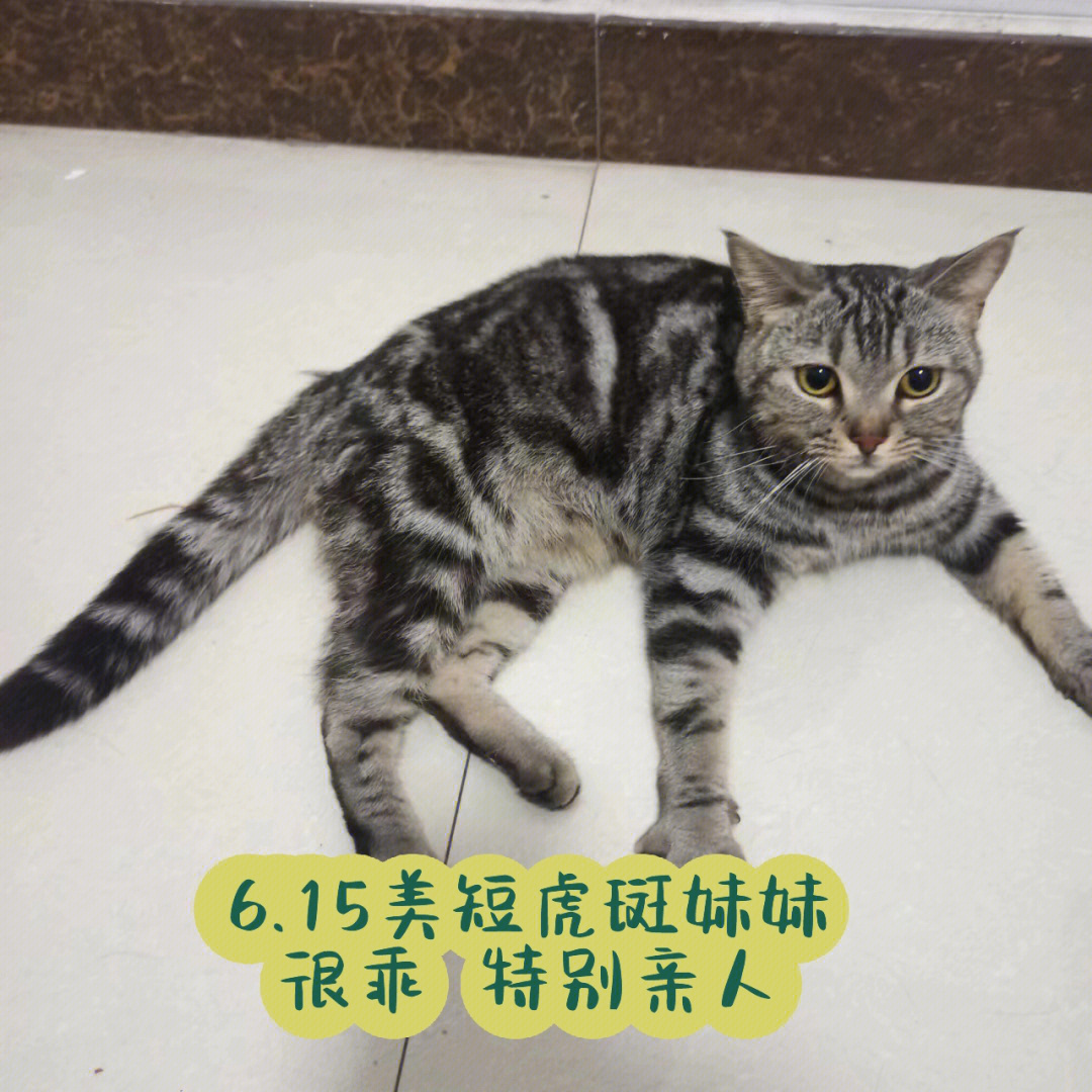 母猫名字图片