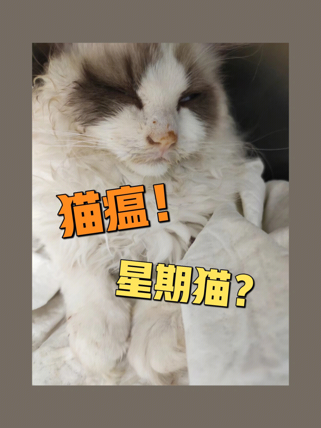 小猫到家猫瘟10天就回喵星了08