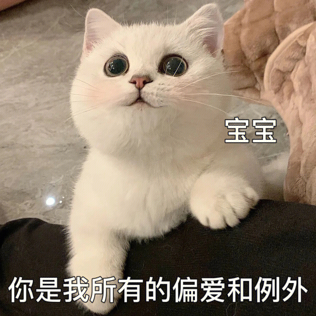 可爱的小猫咪表情包