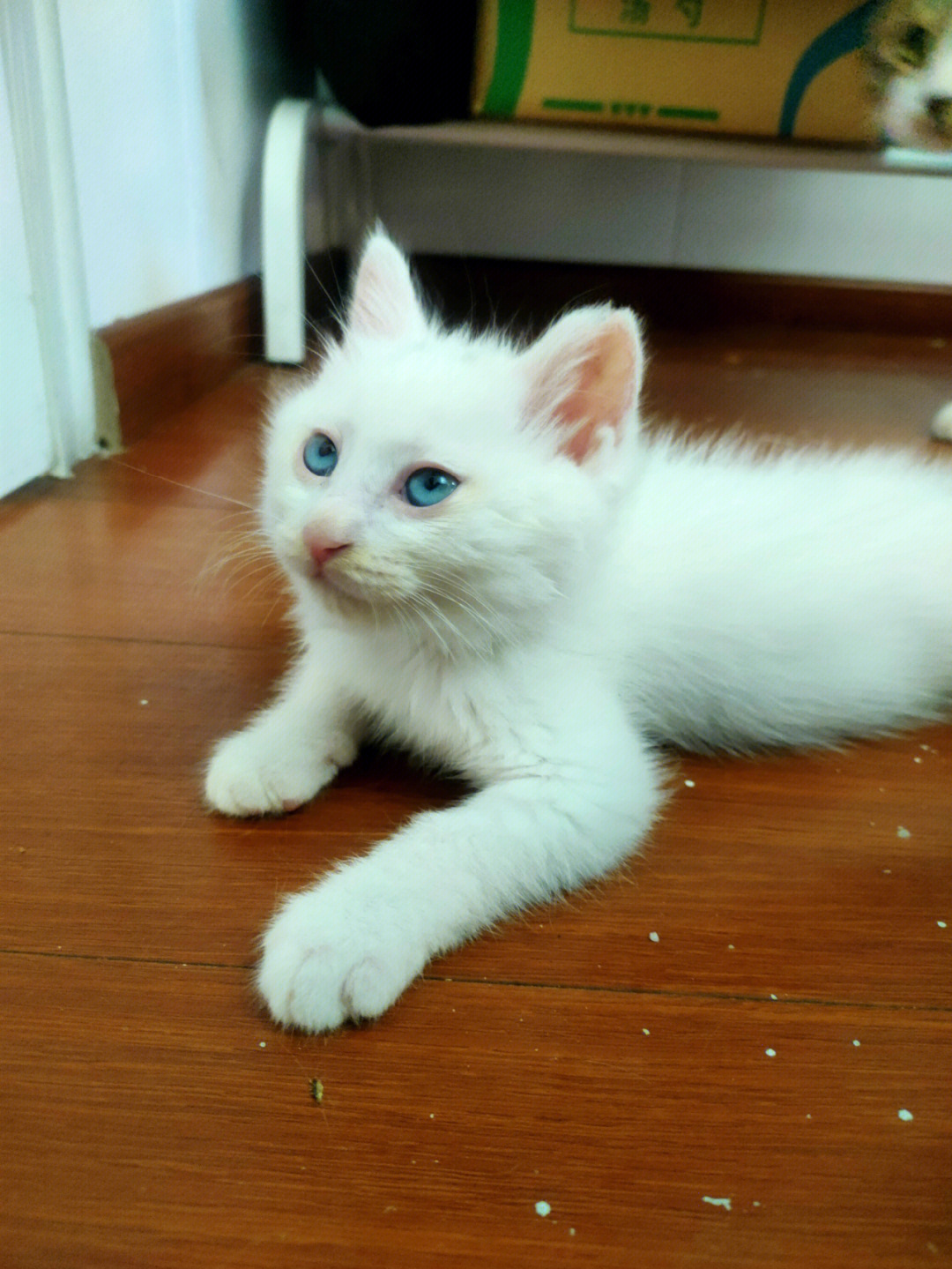 两个月蓝眼小白猫无偿领养坐标通州