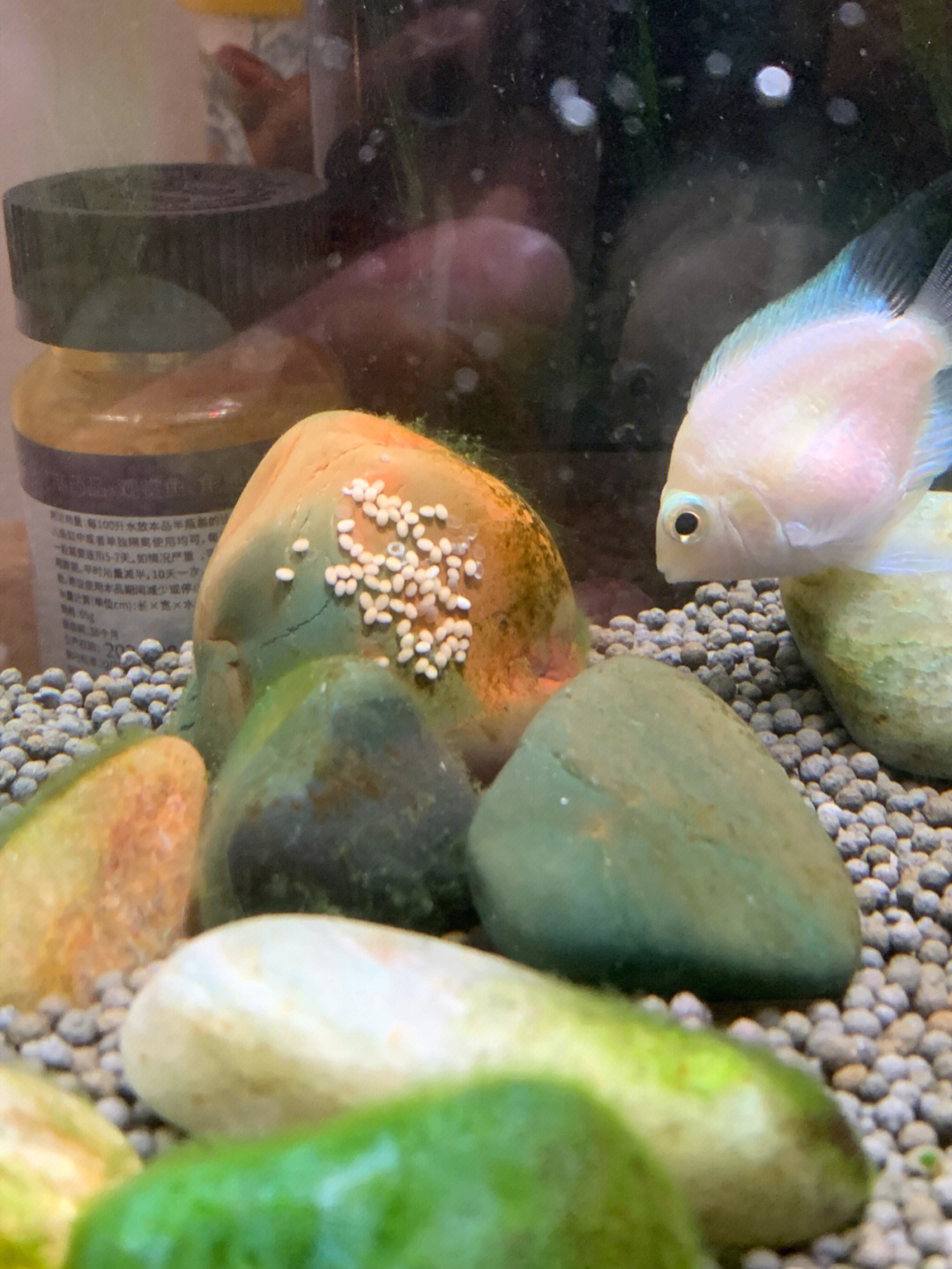兰寿鱼卵孵化过程图解图片