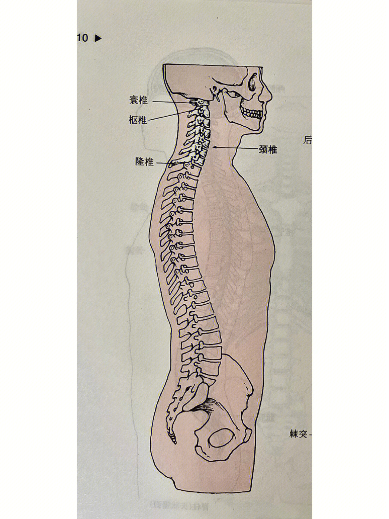 认识脊柱骨